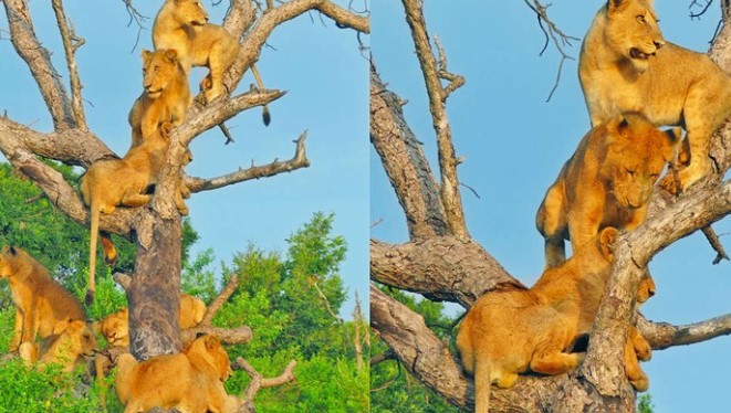 Clip: Bí ẩn đằng sau việc cả đàn sư tử bỗng nhiên rủ nhau đi trèo cây