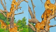 Clip: Bí ẩn đằng sau việc cả đàn sư tử bỗng nhiên rủ nhau đi trèo cây