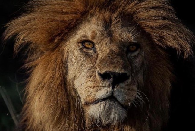 Clip: Vinh quang một đời, "Vua" sư tử vùng Serengeti bất ngờ bị hạ sát trong cuộc chiến tranh giành quyền lực