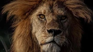 Clip: Vinh quang một đời, "Vua" sư tử vùng Serengeti bất ngờ bị hạ sát trong cuộc chiến tranh giành quyền lực