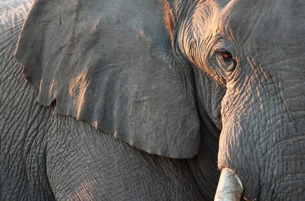 Quá đau lòng trước sự ra đi của đứa con, voi mẹ nhặt từng mảnh gỗ để xếp thành mô hình tưởng nhớ