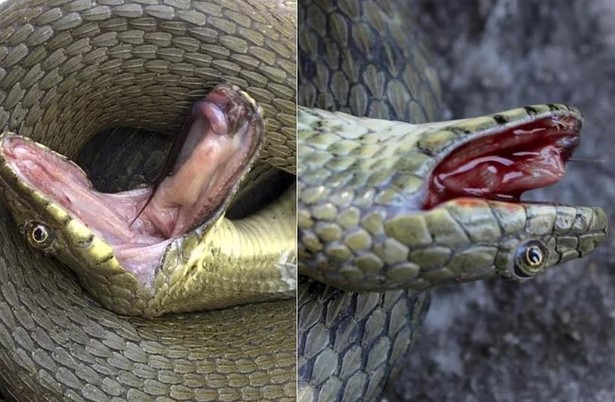Loài rắn biết giả chết, tự hộc máu như phim