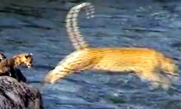 Clip: Màn nhảy qua sông "cực ngầu" của chú bé báo hoa mai bé nhỏ