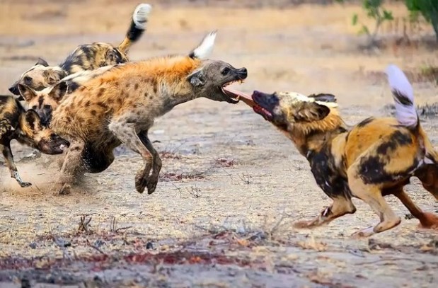 Clip: Cả một đời ngang ngược, linh cẩu bị kẻ thù dùng chính ngón đòn quen thuộc của mình truy sát