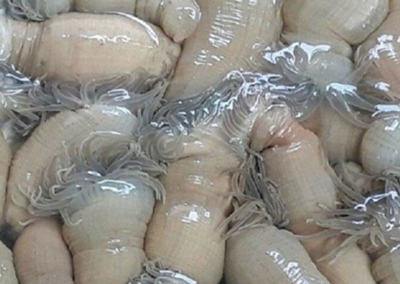 Rum biển đặc sản chỉ có ở Nghệ An được cho là 'thần dược' giúp tăng bản lĩnh đàn ông