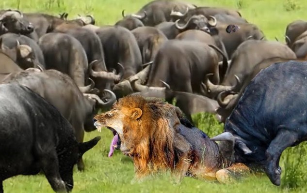 Clip: Ngạo nghễ nhà vua, 1 mình sư tử "cân kèo" với hơn 100 con trâu rừng