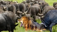Clip: Ngạo nghễ nhà vua, 1 mình sư tử "cân kèo" với hơn 100 con trâu rừng