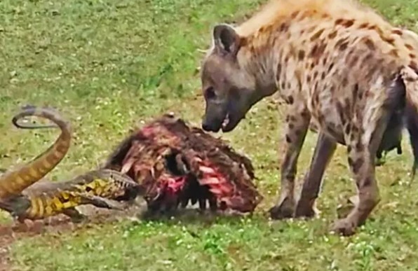 Clip: Vì "miếng cơm manh áo", thằn lằn cả gan đối đầu với linh cẩu