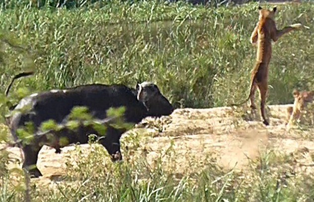 Clip: Giải cứu kỳ đà, "siêu anh hùng" trâu rừng không màng nguy hiểm húc sư tử bay lộn nhào trên không