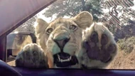 Clip: Chú sư tử có sở thích đập cửa sổ xe ô tô của du khách