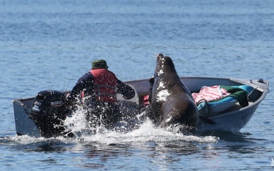 Clip: Bị cá voi sát thủ đuổi bắt, sư tử biển cuống cuồng nhảy lên khiến lật cả tàu của con người