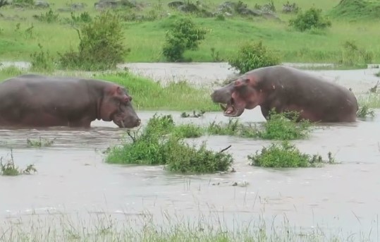 Clip: Không có đối thủ, cặp đôi "cục súc" nhất châu Phi tự quay sang khè nhau