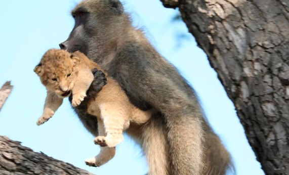 Clip: Phi vụ bắt cóc kỳ quặc