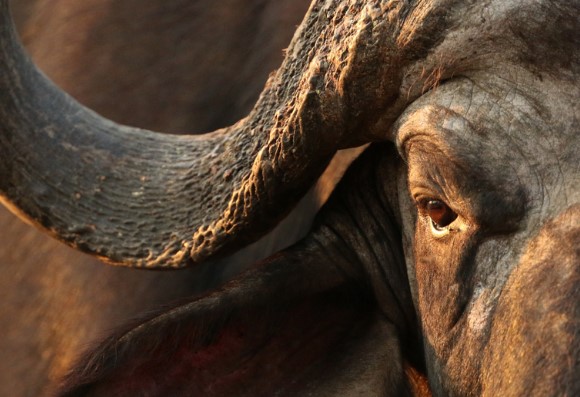 Clip: Màn cợt nhả của chú voi trước trâu rừng "không biết đùa" và cái kết