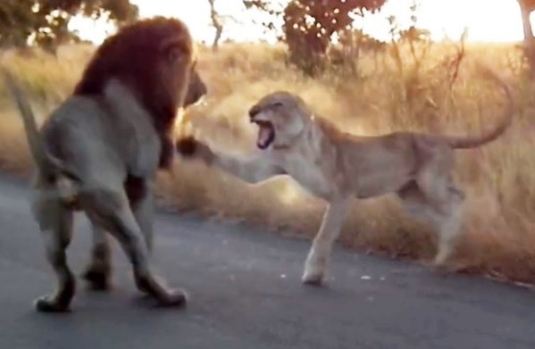 Clip: Chẳng kém gì con người, sư tử cái cũng biết vùng lên đấu tranh đòi "nữ quyền"