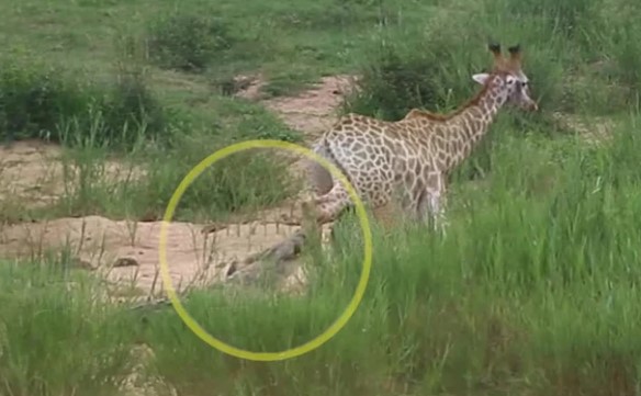 Clip: Cuộc chiến tranh giành sự sống của hươu cao cổ trước chúa tể đầm lầy