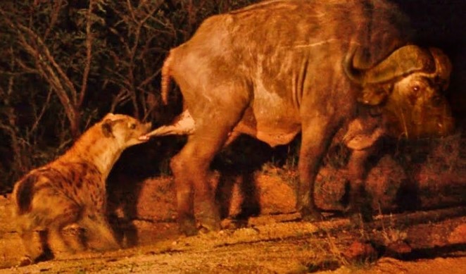 Clip: Trò đùa của số phận, trâu rừng hết bị sư tử vây bắt lại bị linh cẩu tấn công vào "chỗ hiểm"