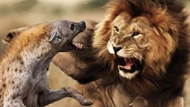 Clip: Vua sư tử nổi cơn thịnh nộ khi bị linh cẩu cắn đuôi