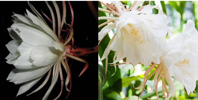 Loại hoa chỉ nở duy nhất một lần vào đêm tối, được mệnh danh là ‘nữ hoàng bóng đêm’