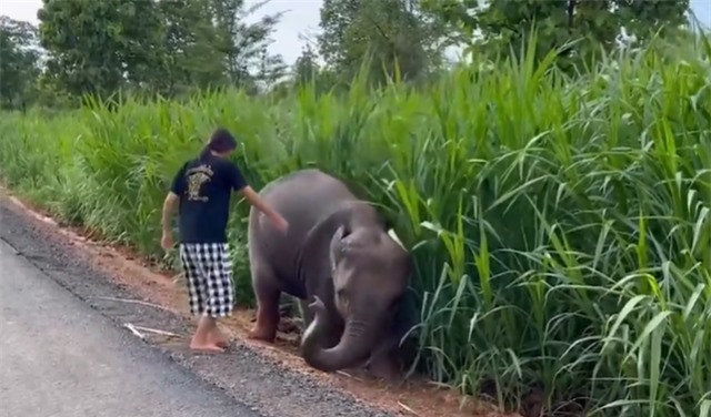 Một cô gái tốt bụng đã đến để giải cứu chú voi nhỏ. Một cô gái tốt bụng đã đến để giải cứu chú voi nhỏ.