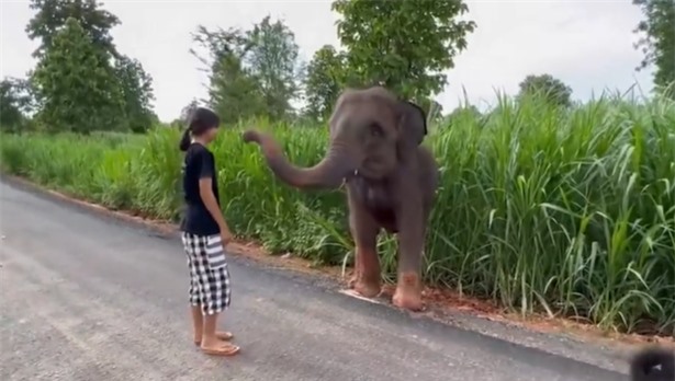 Chú voi tỏ vẻ biết ơn đối với người hùng của mình. Chú voi tỏ vẻ biết ơn đối với người hùng của mình.