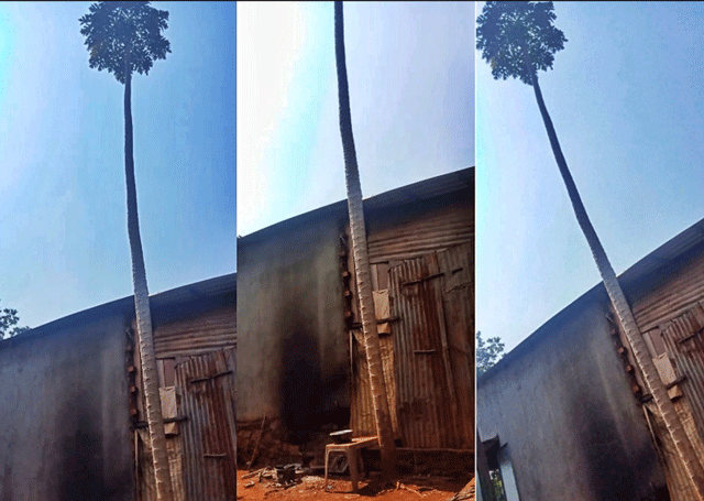 Netizen bàn tán về: Thân cây thẳng tắp, có chiều cao lên đến 11m