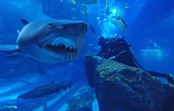 Clip: Rùng mình đoạn clip ghi lại cận cảnh cá mập trắng khổng lồ nhe hàm răng đáng sợ, áp sát 2 người đàn ông