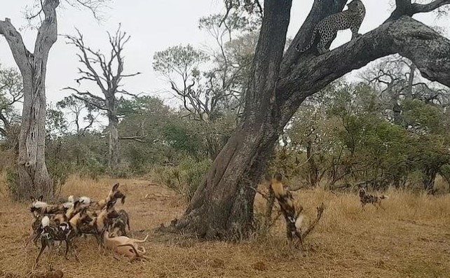 Clip: Khi báo hoa mai trở thành con mồi của chó hoang