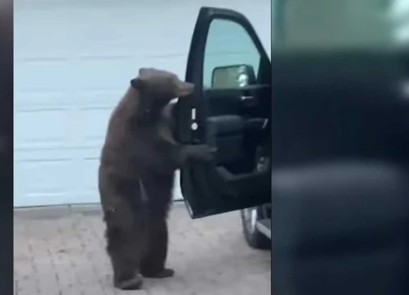 Clip: Chú gấu biết tự mở cửa xe ô tô để lấy đồ ăn và cách hành xử của chủ xe khiến ai cũng phải trợn tròn mắt kinh ngạc