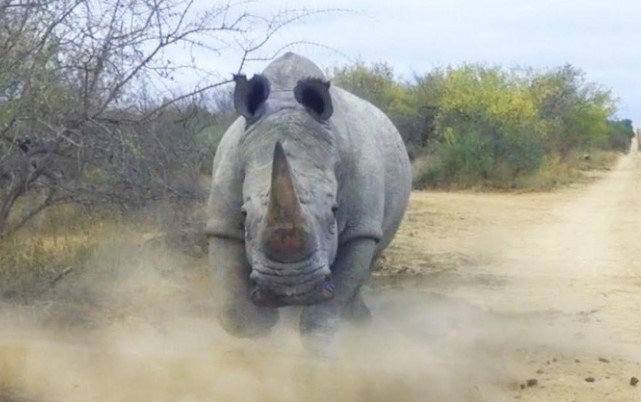 Clip: Tê giác điên húc người