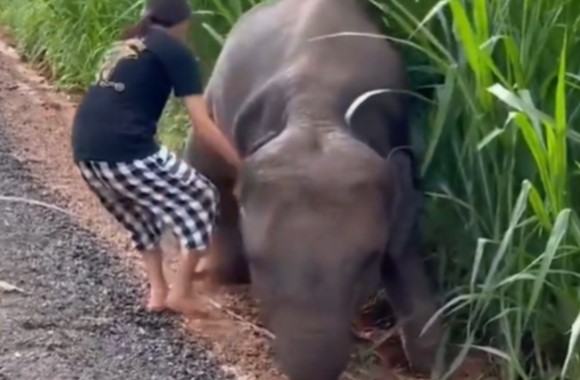 Clip: Cư dân mạng "xỉu lên xỉu xuống" trước hành động cứu vớt chú voi con đáng thương của một cô gái tốt bụng