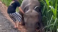 Clip: Cư dân mạng "xỉu lên xỉu xuống" trước hành động cứu vớt chú voi con đáng thương của một cô gái tốt bụng