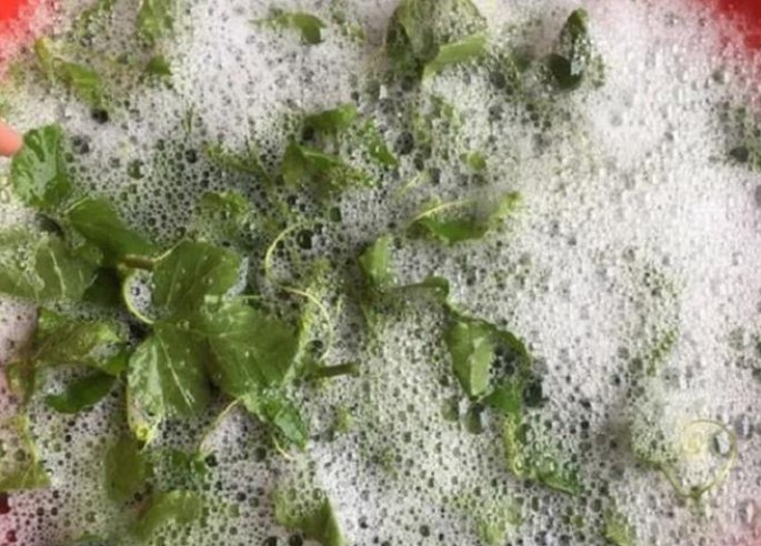 Loại rau khi rửa với nước tạo bọt như xà phòng, nhiều người nhìn đã 'hãi' nhưng là đặc sản đắt đỏ