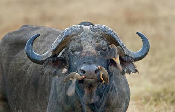Trâu rừng châu Phi tính hung bạo như vậy, tại sao lại để chim mổ?