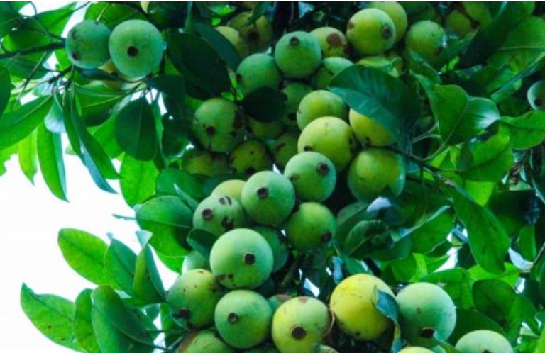 Loại quả chua từng mọc dại đầy đường giờ là đặc sản 'hiếm có khó tìm', giá đắt gấp 4 lần sấu