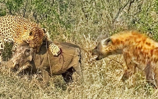 Clip: Chiến binh lợn rừng sống sót thần kỳ sau màn truy kích của hai "thợ săn" hàng đầu thế giới tự nhiên hoang dã
