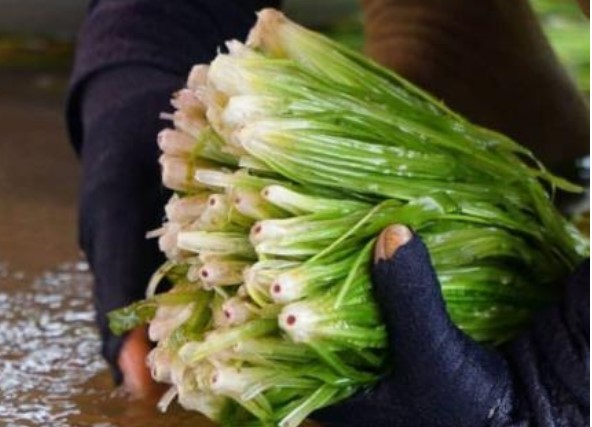 Có 1 loại hẹ sống ở dưới nước: Là đặc sản sống ở miền Tây chỉ có vào mùa lũ, giúp mát gan, lợi tiểu