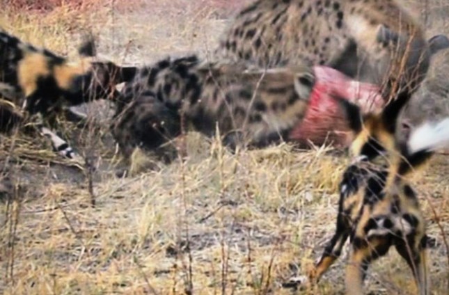Clip: Màn tranh giành thức ăn khốc liệt giữa hai "thợ săn" đứng đầu bảng chuỗi thức ăn tại châu Phi