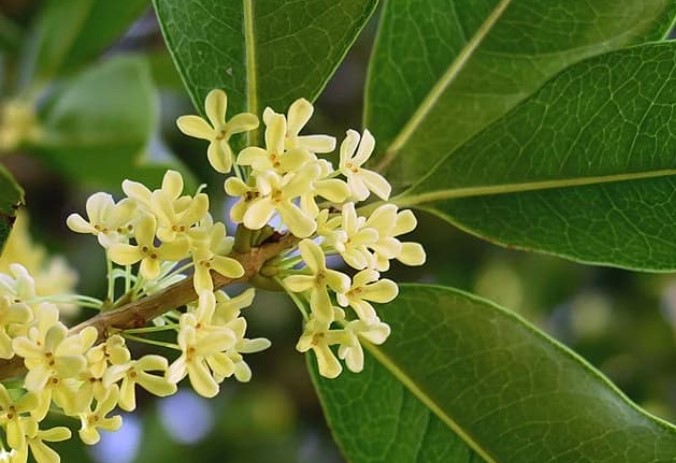 Mộc Hương trồng trước nhà giàu có ba đời, tiếng thơm trăm dặm! Trồng hoa Mộc Hương trước nhà sao cho đúng?