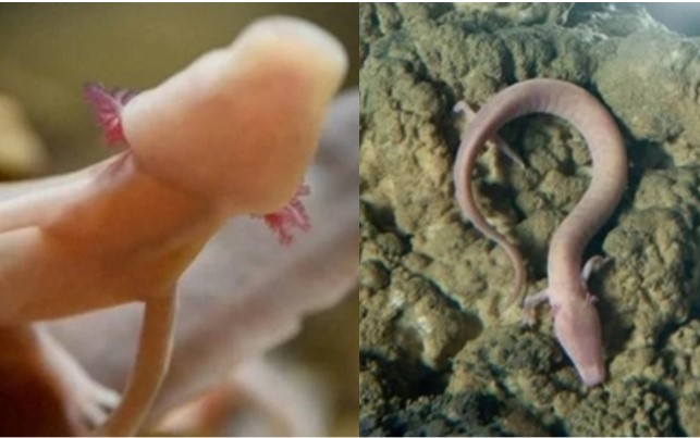 Loài vật 7 năm mới giao phối 1 lần, lười biếng không ăn uống gì mà vẫn sống thọ hơn 100 năm tuổi