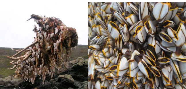 Cô gái bắt gặp loài vật quý hiếm trên thân cây gỗ, được mệnh danh là ‘đặc sản tới từ địa ngục’