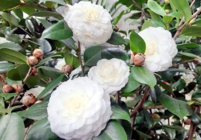 Nhà giàu cực thích trồng cây này vì chiêu tài hút lộc, hoa đẹp, thanh nhã lại có thể làm trà giá hơn 15 triệu đồng/kg