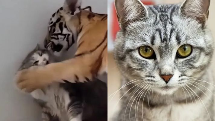Có chung họ, điều gì sẽ xảy ra nếu một con hổ nhìn thấy một con mèo?