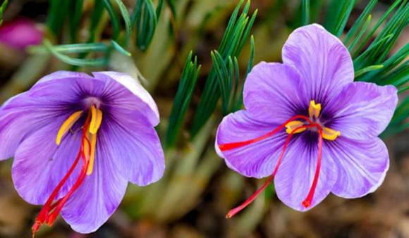 'Đắt sắt ra miếng', một loại nhụy hoa giá hơn 400 triệu đồng/kg có công dụng làm đẹp da và phòng chống bệnh ung thư được giới nhà giàu săn lùng