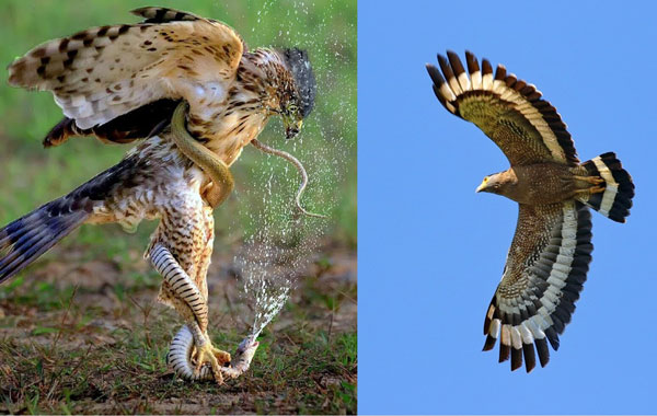 Loài chim quý hiếm ở Việt Nam có tên trong Sách Đỏ, kẻ thù không độ trời chung với rắn