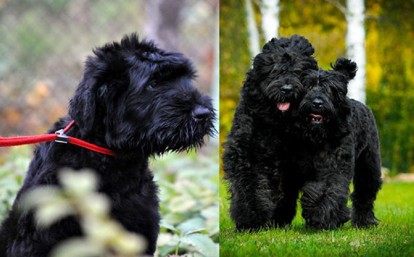 Giống chó có từ thời Liên Xô cũ được Nga dùng trong các nhiệm vụ quân sự đặc biệt mạnh cỡ nào?