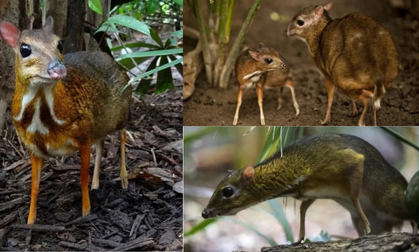 Loài thú tưởng chỉ có trong tưởng tượng bỗng xuất hiện ở Việt Nam, cả thế giới tìm cách bảo vệ