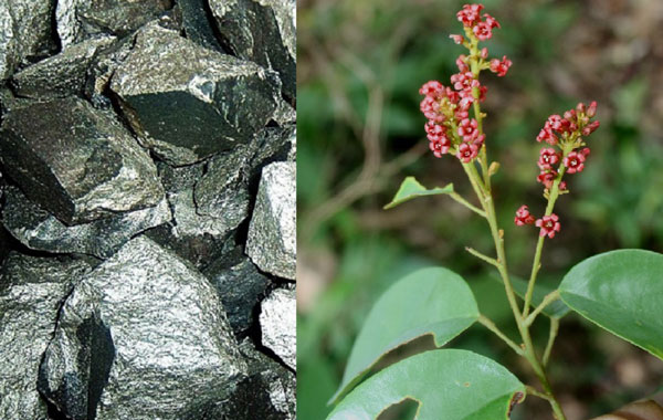 Loài cây đặc biệt mọc ở đâu là ở đó có loại 'vàng trắng' cực kì quý giá được cả thế giới săn lùng