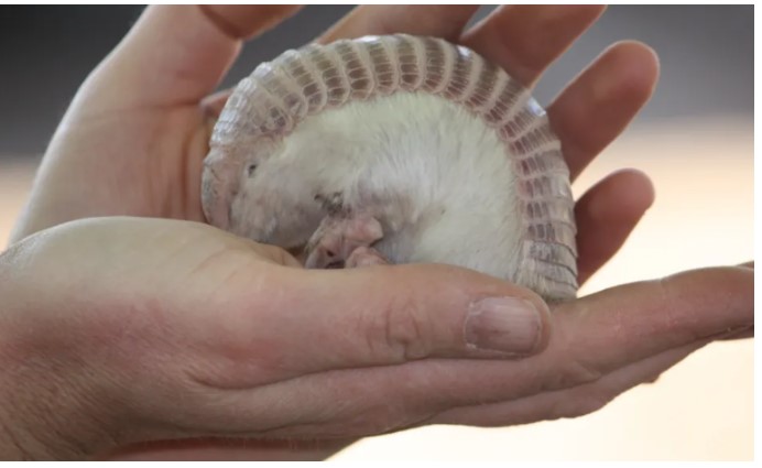 Loài động vật nhỏ nhất thế giới có màu hồng như trong truyện cổ tích, cực quý hiếm và đặc biệt