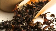 Kỳ lạ loại trà quý hiếm cứ bị bọ ăn là tăng giá gấp 13 lần, Việt Nam chỉ vài tỉnh trồng được